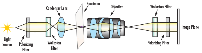 Optical Path of Differential Interference Contrast Microscope