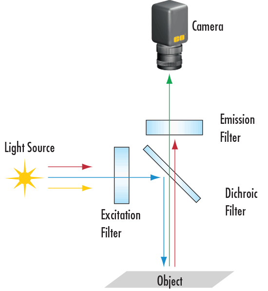 Typical Fluorescence Microscope Setup