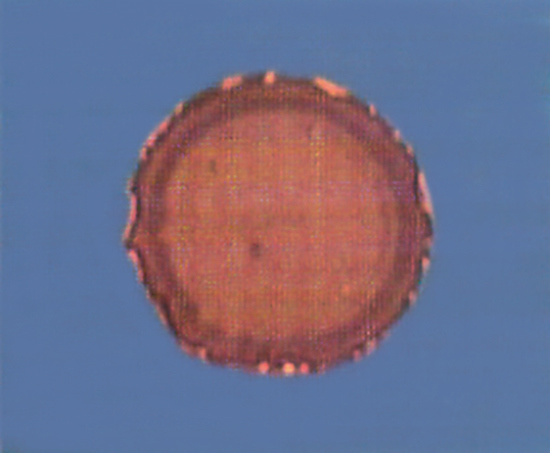 Coating Failure due to Poor Process Control