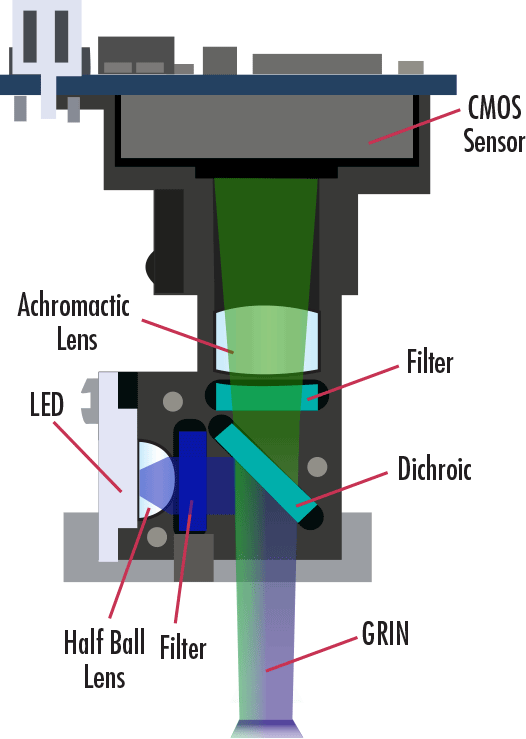 Cross-sectional view of the Miniscope