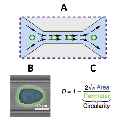 Figure 3: (A) illustrates the process of an RT-DC and how images like (B) are created with the help of brightfield imaging to solve for the DI of imaged cells (C).